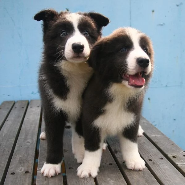  border collie cuccioli disponibili per ladozione