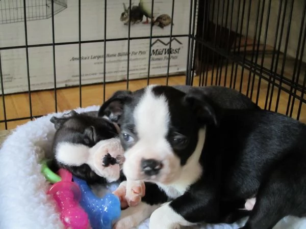  boston terrier cuccioli disponibili per ladozione