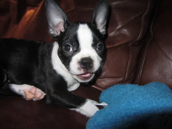  boston terrier cuccioli disponibili per ladozione | Foto 0