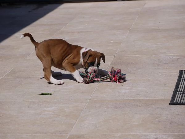  boxer cuccioli disponibili per ladozione | Foto 0