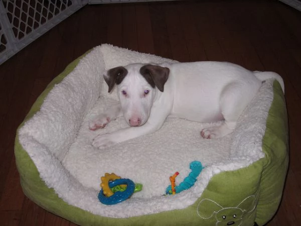  bull terrier cuccioli disponibili per ladozione