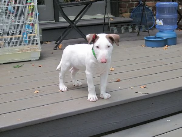  bull terrier cuccioli disponibili per ladozione | Foto 0