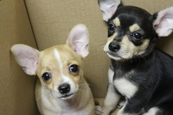  chihuahua cuccioli disponibili per ladozione