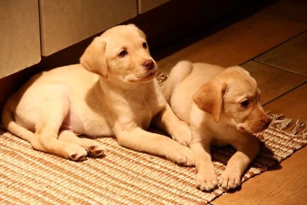  labrador cuccioli disponibili per ladozione