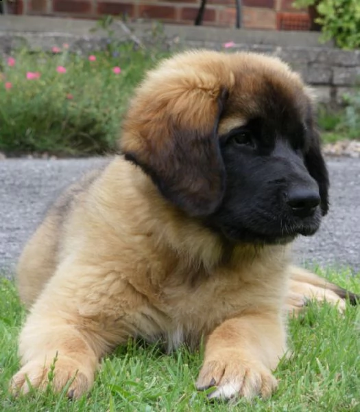  leonberger  cuccioli disponibili per ladozione