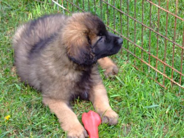  leonberger  cuccioli disponibili per ladozione | Foto 0