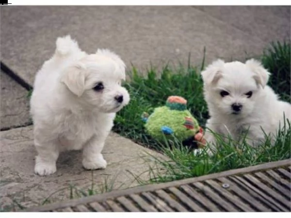  maltese cuccioli disponibili per ladozione
