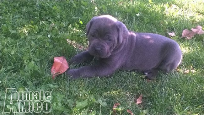 Vendita Cucciolo Cane Corso Da Privato A Torino Cucciolo Di Cane
