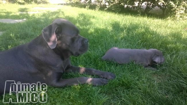Vendita Cucciolo Cane Corso Da Privato A Torino Cucciolo Di Cane