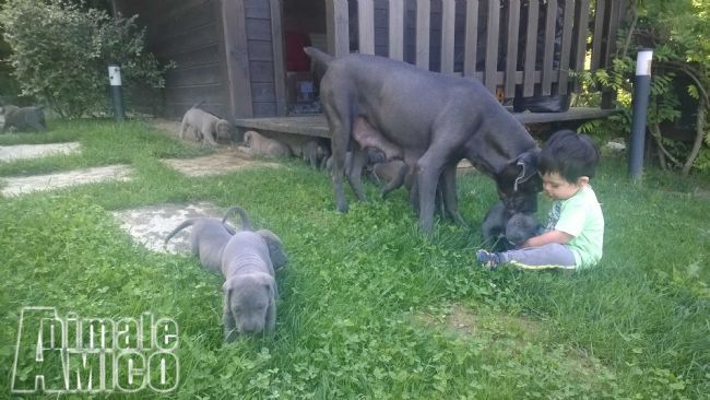 Vendita Cucciolo Cane Corso Da Privato A Torino Cucciolo Di Cane