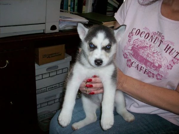 siberian husky  cuccioli per ladozione