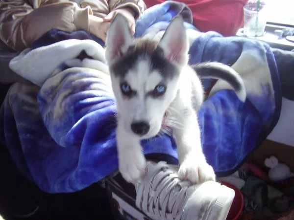 siberian husky  cuccioli per ladozione | Foto 0