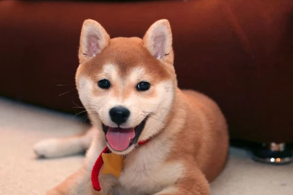 akita inu  cuccioli per ladozione | Foto 0