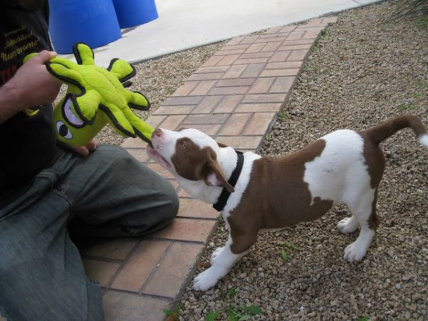 american staffordshire terrier  amstaff  cuccioli per ladozione