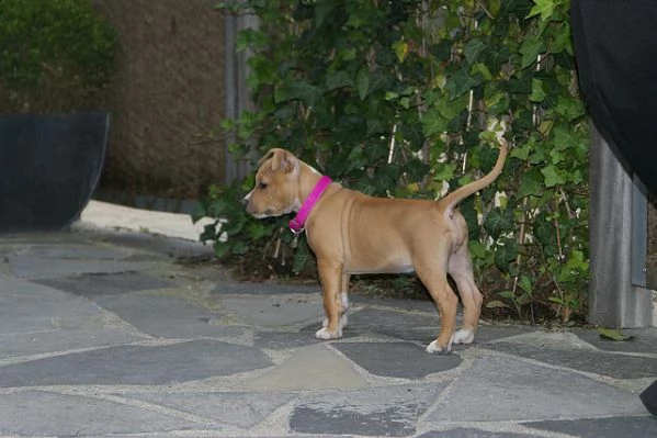 american staffordshire terrier  amstaff  cuccioli per ladozione | Foto 0