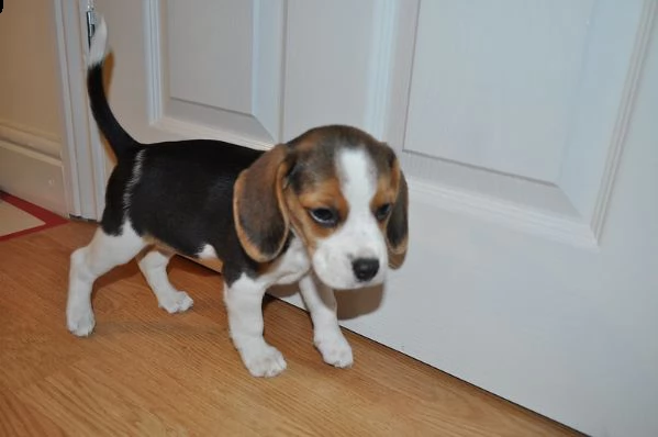 beagle  cuccioli per ladozione | Foto 1