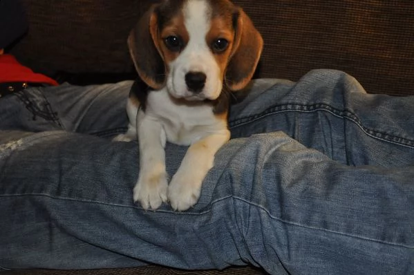 beagle  cuccioli per ladozione