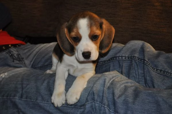 beagle  cuccioli per ladozione | Foto 0