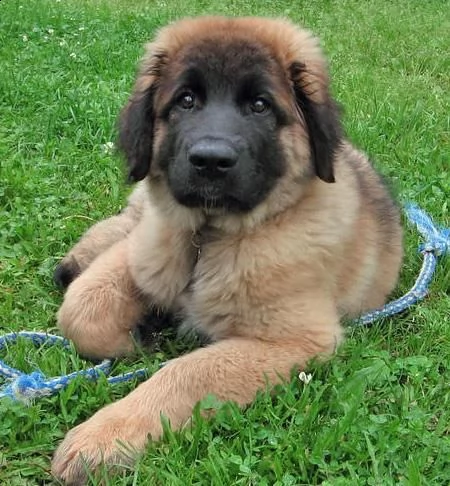 leonberger cuccioli per ladozione