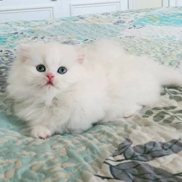 munchkin  maschio colore nero e bianco | Foto 1