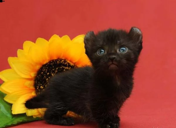 munchkin  maschio colore nero e bianco | Foto 0