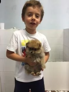 cuccioletto di spitz di pomerania