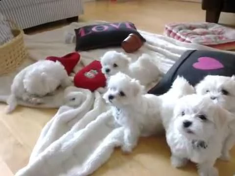 regalo maltese toy cuccioli disponibile per ladozione adorabili