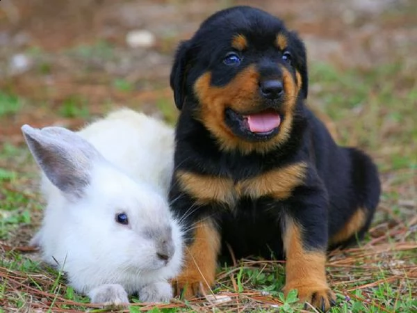 regalo cuccioli di rottweiler maschio e femmina