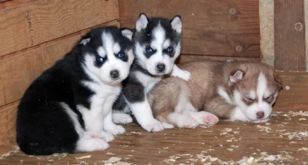 regalo cuccioli di husky siberiano  maschi e femmina  