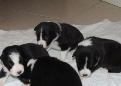 adozione cucciolo border collie con pedigree