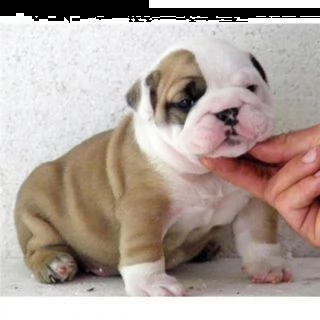 adorabili cuccioli di bulldog inglese femminucce e maschietti disponibili per ladozione gratuita i  | Foto 0