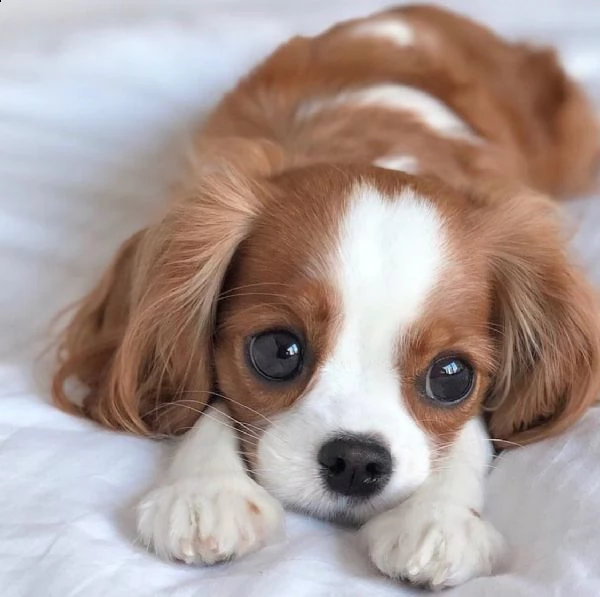 cavalier king charles cuccioli
