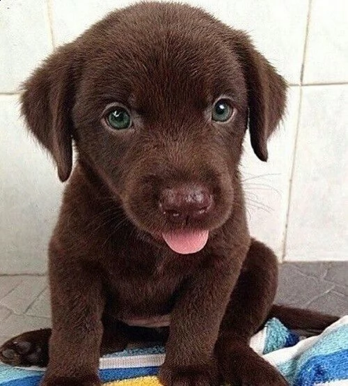 cucciolata labrador retriever chocolate