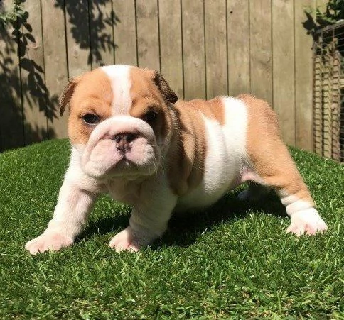bulldog inglese 1 maschio 1 femmina | Foto 0