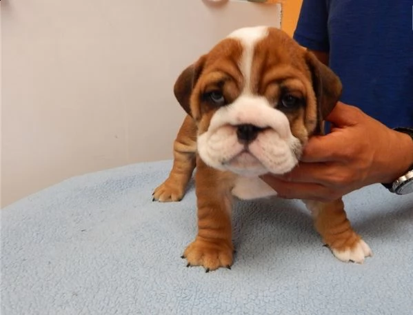 bulldog inglese 1 maschio 1 femmina