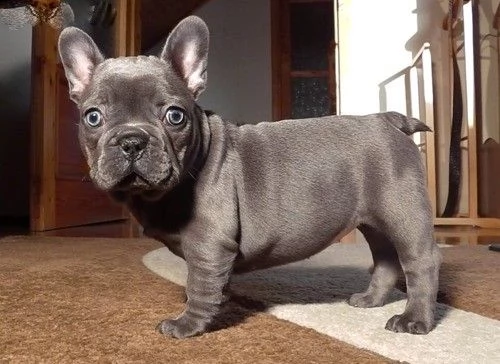 cuccioli di bouledogue francese