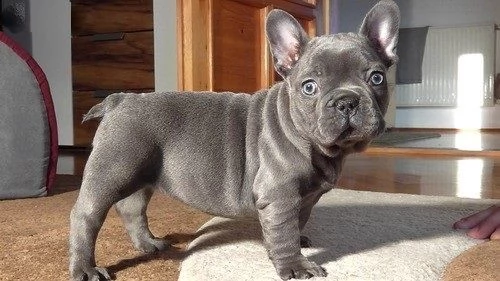 cuccioli di bouledogue francese | Foto 0