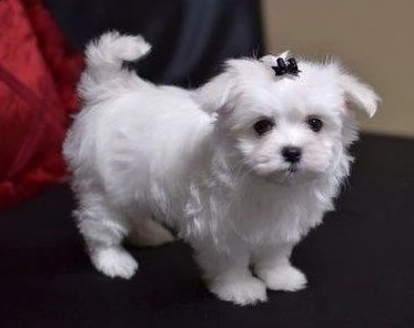 cuccioli di maltese mini toy