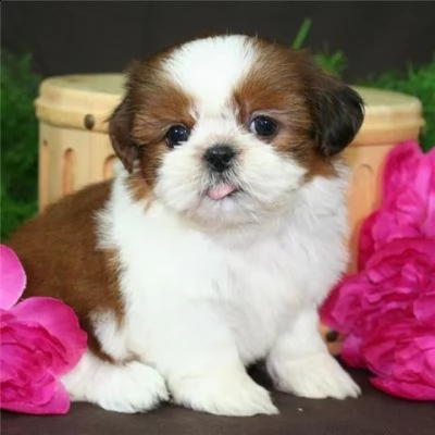 regalo cucciolo regalo shihtzu toy