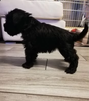 cuccioli schnauzernano 