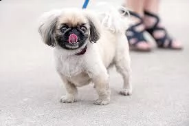 adorabili cuccioli di pechinese femminucce e maschietti disponibili per ladozione 