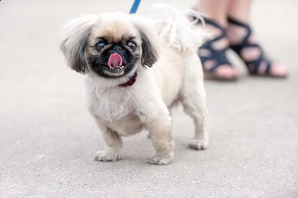 adorabili cuccioli di pechinese femminucce e maschietti disponibili per ladozione  | Foto 0