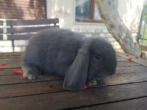 esclusivi  cuccioli di coniglio ariete nano blu puro | Foto 2