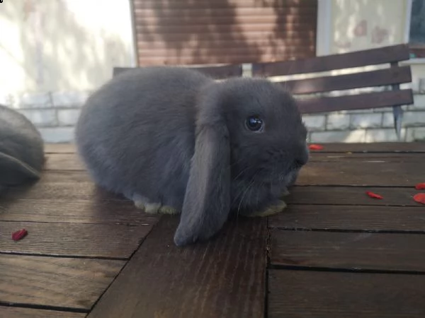 esclusivi  cuccioli di coniglio ariete nano blu puro | Foto 1