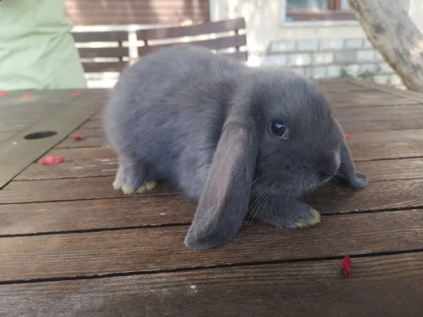 esclusivi  cuccioli di coniglio ariete nano blu puro | Foto 0