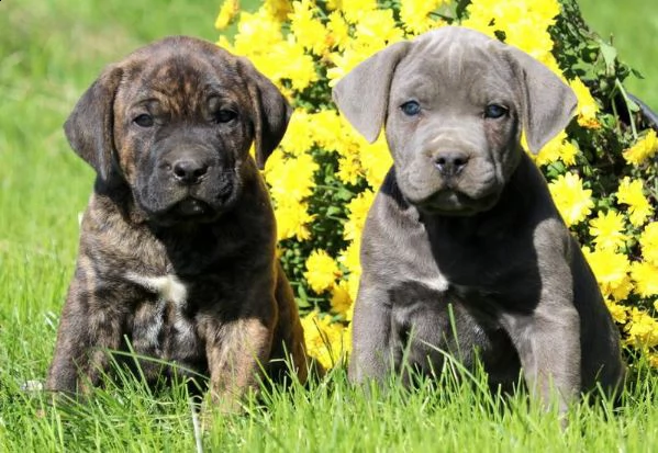 regalo disponibili bellissimi cuccioli cane corso