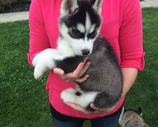 3 mesi leo  ketty un amore di cucciola siberian husky | Foto 0
