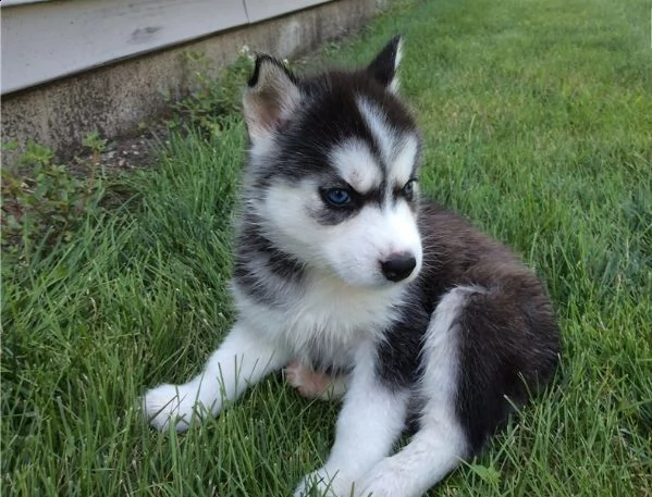 3 mesi leo  ketty un amore di cucciola siberian husky
