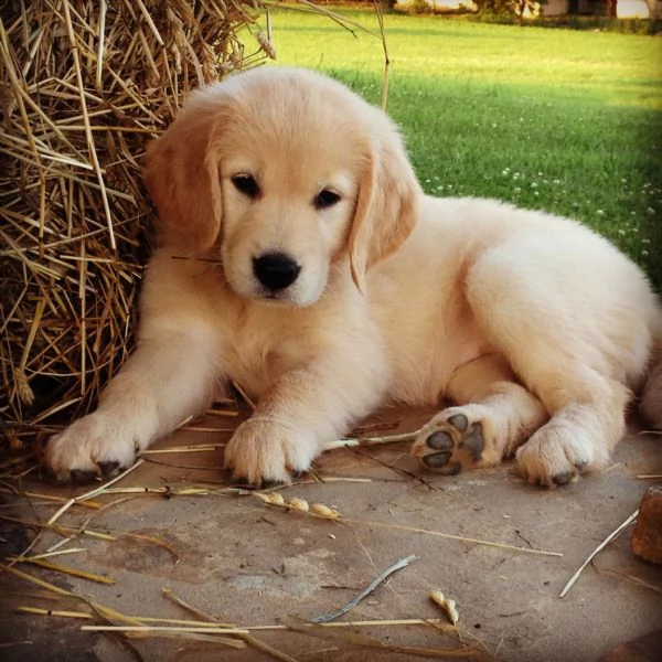 vendita cuccioli di golden retriever