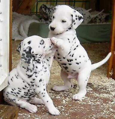 regalo  2 cuccioli dalmata con pedigree